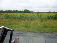 Champs de fleurs